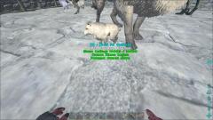 my baby wolf, but he died just after birth :(