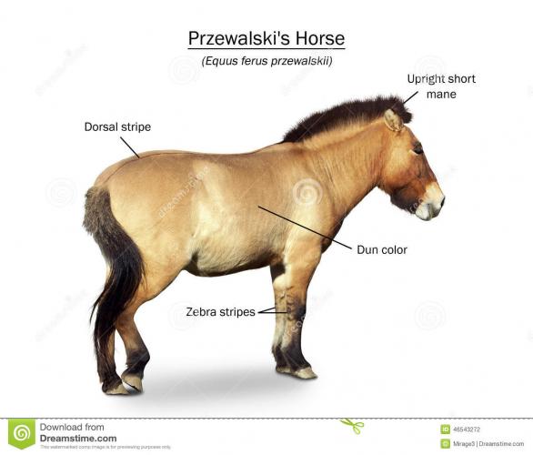 przewalski-s-wild-horse-presentation-primitive-equus-przewalsk-poster-46543272.jpg