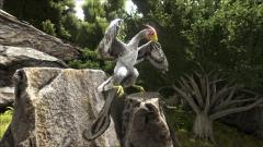 Chicken Microraptor
