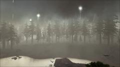 Redwoods in the mist