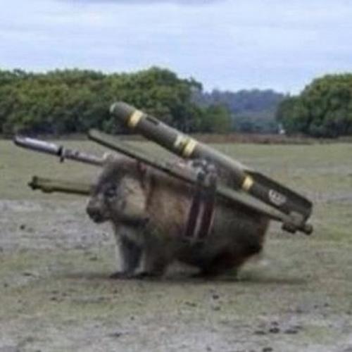 combat wombat.jpg