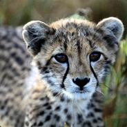 cheetahh
