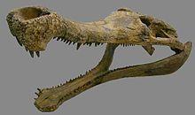 220px-Sarcosuchus_skull.thumb.JPG.a3989854f7aba3de104b6c6260e186ab.JPG