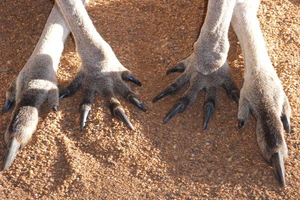 kangaroo_feet_by_meh_cannot_draw.thumb.jpg.579ce04e094a2f1b2e8a5ea82287a967.jpg