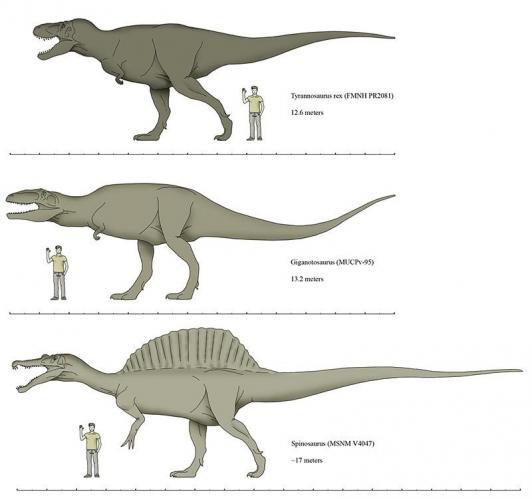 Giganotosaurus-Size.jpg