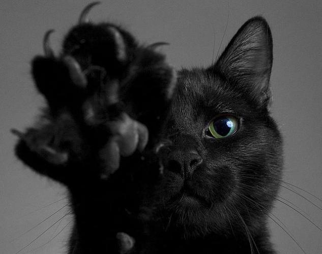 Black-cat-black-cats-cat-cat-claws-cat-paw-Favim.com-242281.jpg
