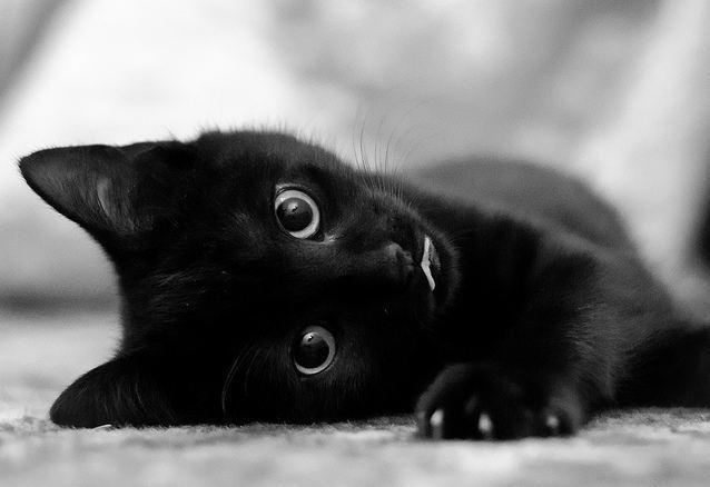 black-kitten.jpg