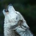 lobos alfa