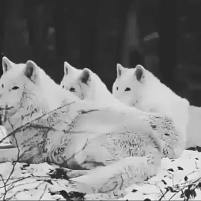 The Northern Wolves