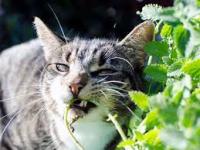Catnip Cures Cancer