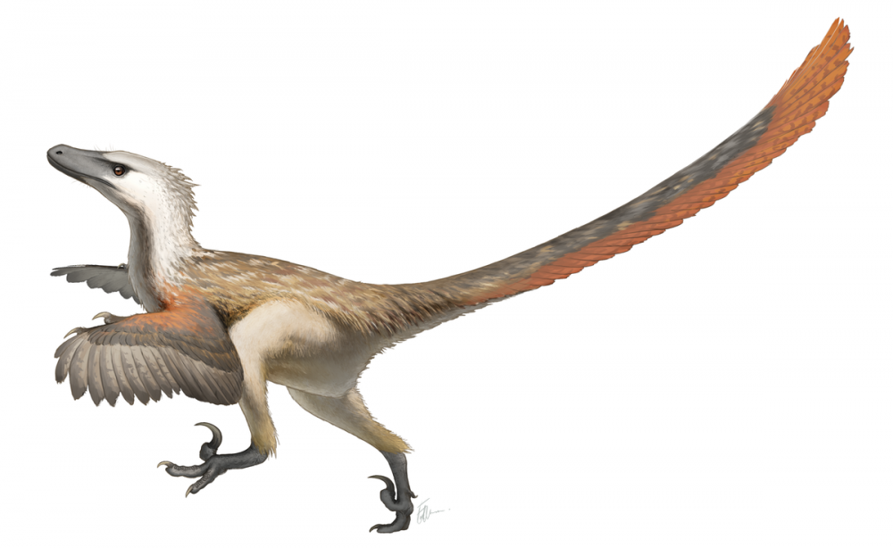Velociraptor.thumb.png.fcf3d685be84ffe9acc17fcc42228045.png