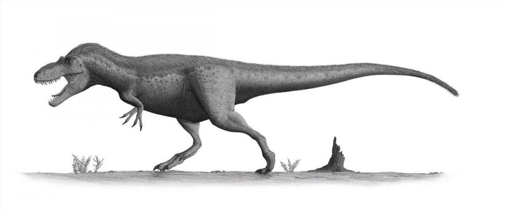 Daspletosaurus_torosus_steveoc.jpg