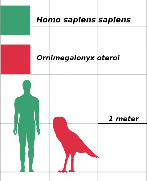 Homo_sapiens_VS_Ornimegalonyx_oteroi_size_comparison_svg.thumb.png.7fa97c85fc4fba07a860663501ecfca5.png
