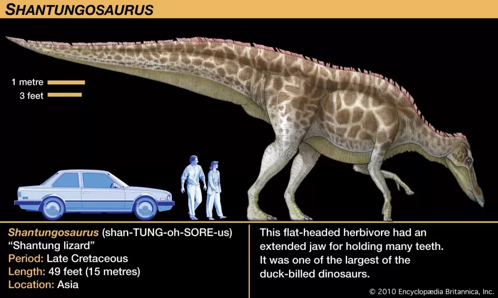 Shantungosaurus-relative-Cretaceous-jaw-teeth-Anatosaurus.webp
