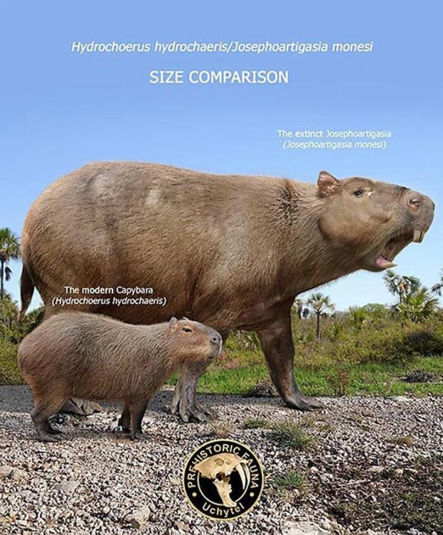 josephoartigasia-the-enormous-rodent-that-may-have-weighed-v0-6rlzcokzfjx91.jpg