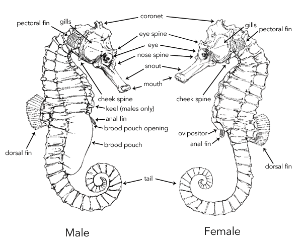 seahorse-anatomy-male-female.png.1f3c530f92353547125339f73fd7deaa.png