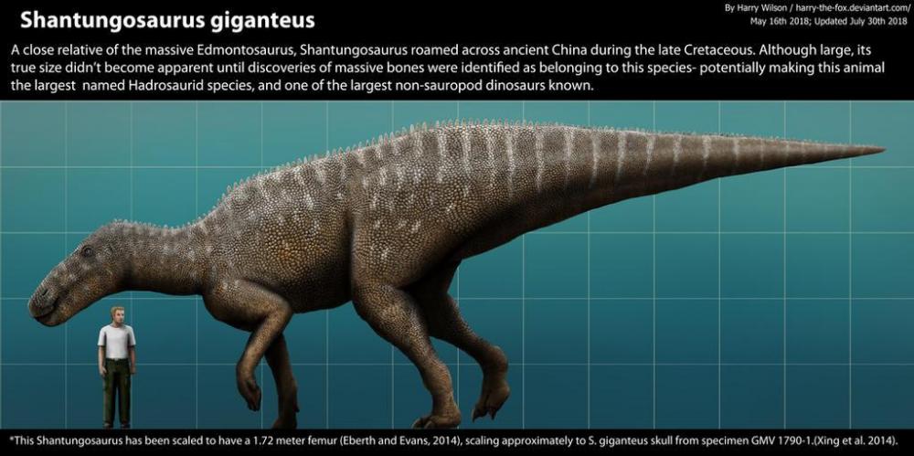 shantungosaurus_size_comparison_by_harry_the_fox_dcboeys-fullview.jpg