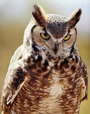 1794374408_1-great-horned-owl-bubo-virginianus-seth-k-hughes2.jpg.078efeeda7075db47a3cb3e62d57b52d.jpg.888f82802a59e28256006f4593467789.jpg