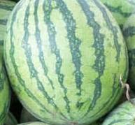 57518159_Many-green-watermelons3.jpg.824ee63e703c11322d3c3e8abfea2298.jpg