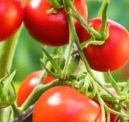 669971065_red-ripe-tomato-plants-600x9013.jpg.27c76d1ea578b06b9efddbef32834c7e.jpg