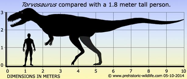 torvosaurus-size.jpg.a529f9491273c11d1c596fd6b3d001bb.jpg
