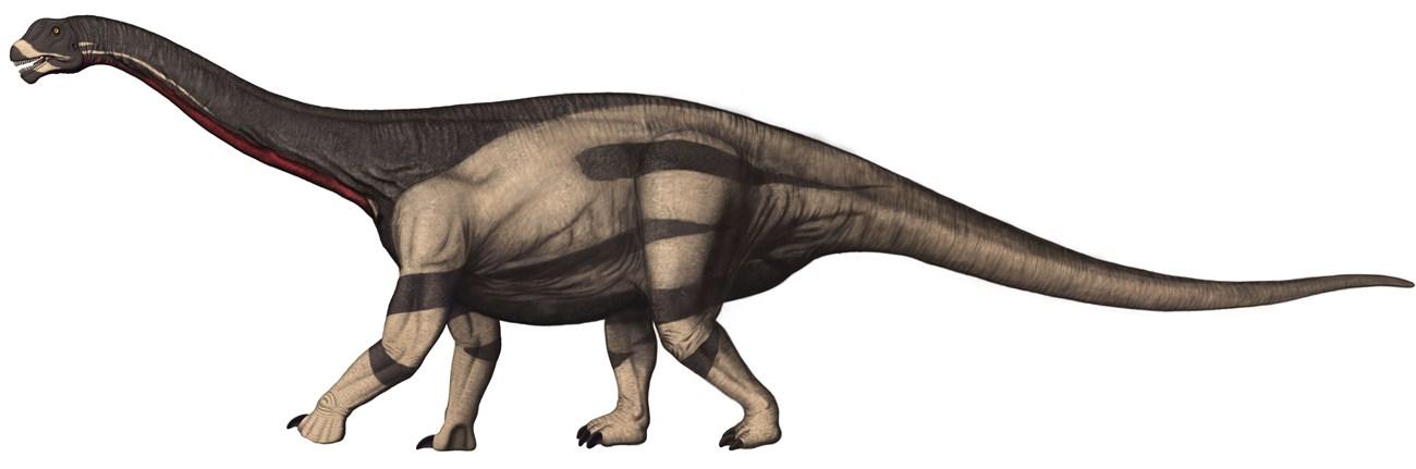 Camarasaurus_1.jpg.4116b0fc3ea70df0915617bfd8949621.jpg