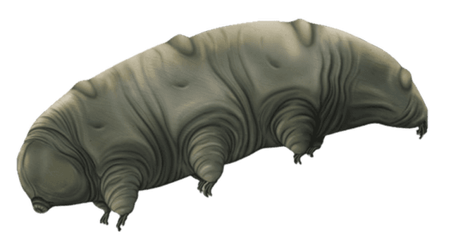 Fossil_Tardigrade_Dominican_Amber.png.5c86e665ad5646f759122d634dbc0660.png