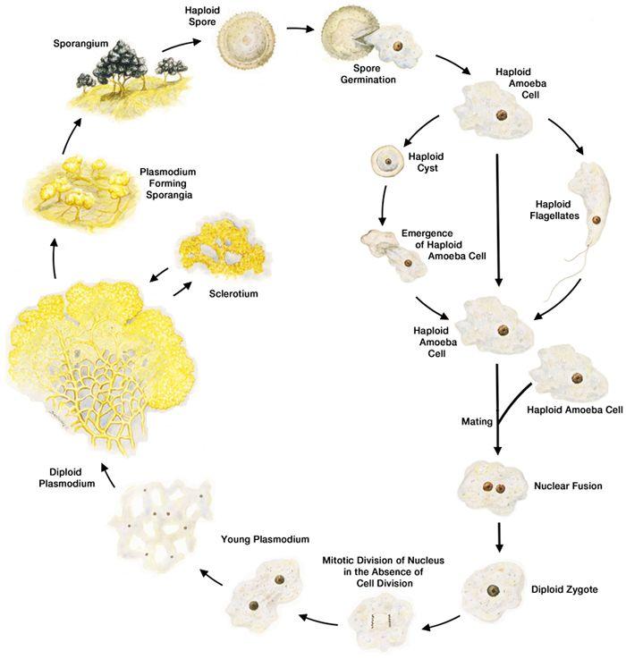 think-single-celled-organisms-Physarum-Life-Cycle_Revised.jpg.1c647e99cd8e41d2707ad8782f85a714.jpg